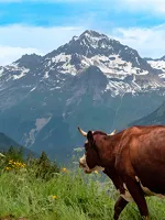 © Alpine Pastures - Base Camp Festival_Aussois - R. Salles OTHMV