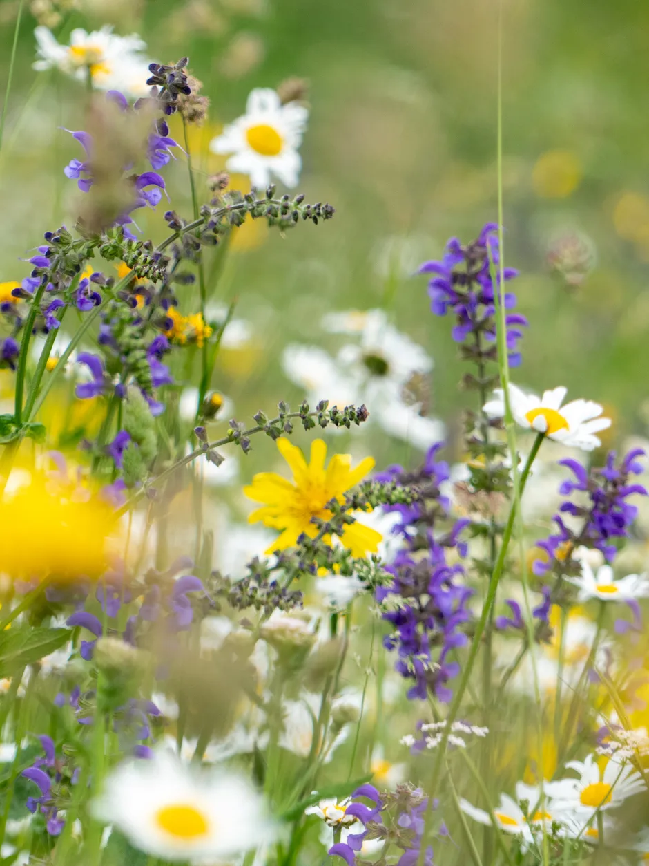 © balade à la découverte des plantes culinaires et médicinales_Aussois - R. Salles OTHMV