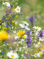 © balade à la découverte des plantes culinaires et médicinales_Aussois - R. Salles OTHMV