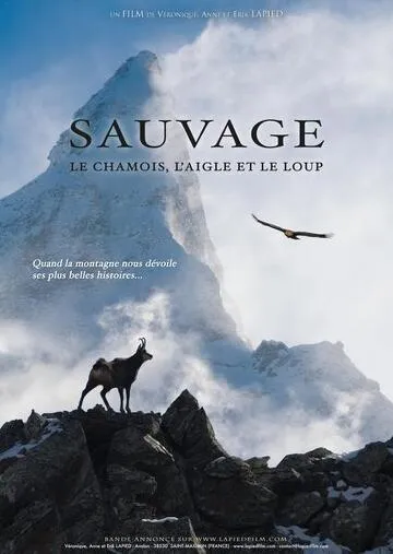© Film de montagne - Sauvage le Chamois, l’Aigle et le Loup - ©lapiedfilm