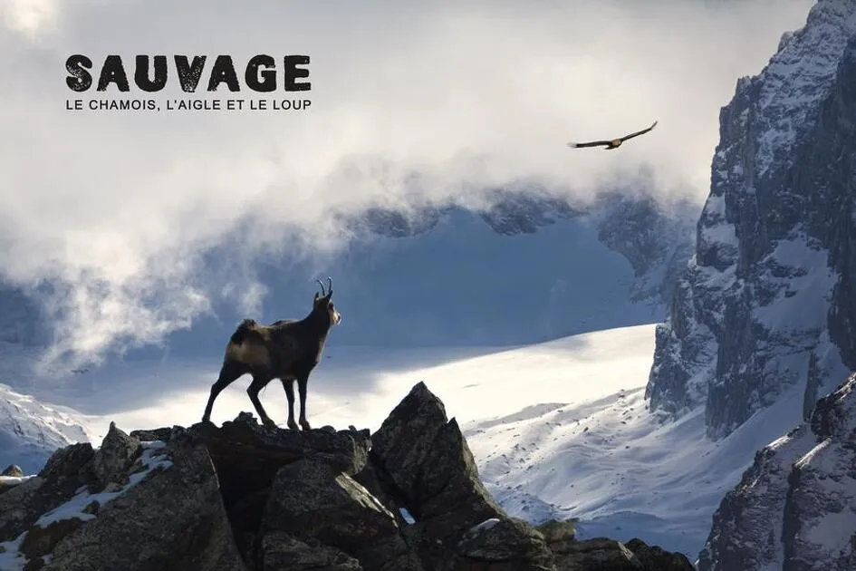 © Film de montagne - Sauvage le Chamois, l’Aigle et le Loup - ©lapiedfilm