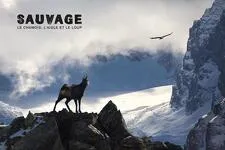 © Film de montagne - Sauvage le Chamois, l’Aigle et le Loup - ©lapiedfilm