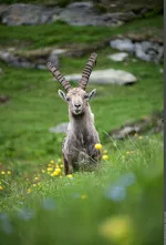 © Animation sur le roi des Alpes, le bouquetin_Saint-André - PN VANOISE