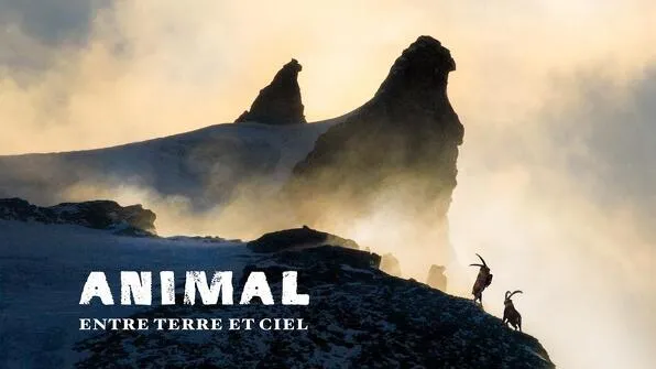 Film: "Animal Between Earth and Sky" by Lapied Film